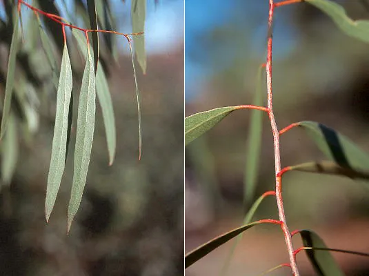 Eucalyptus rodwayi