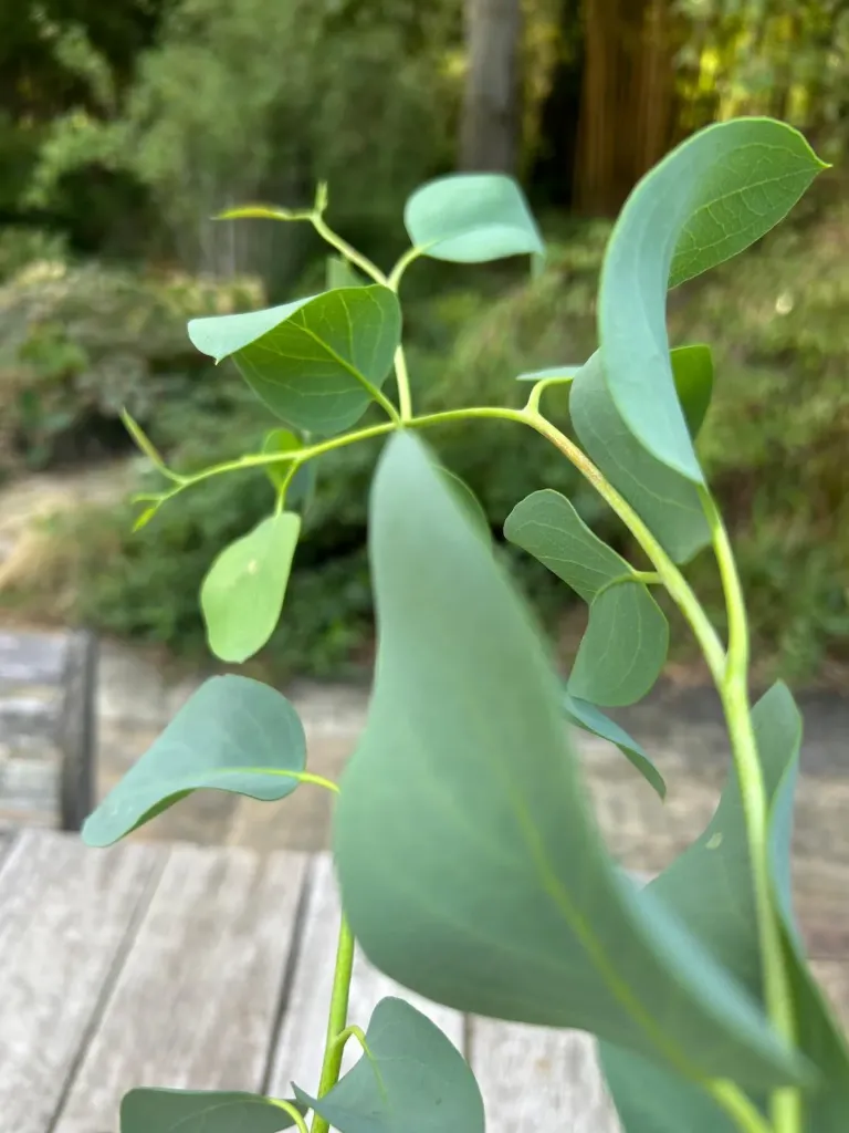 Eucalyptus pauciflora ssp debeuzevillei (Mt Buffalo)