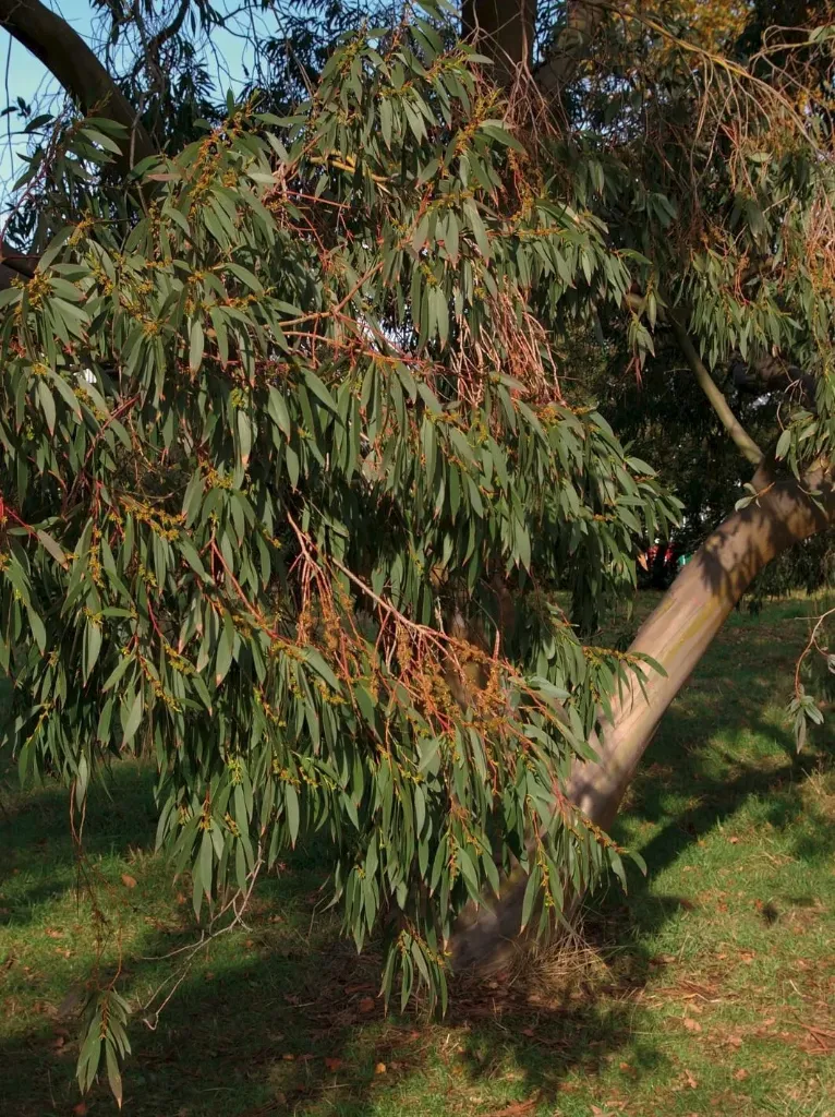 Eucalyptus stellulata