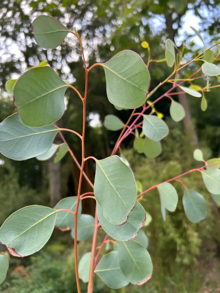 Eucalyptus camphora