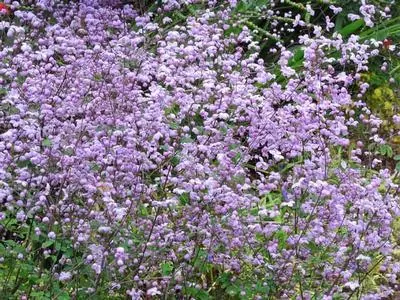 [149] Thalictrum delavayi 'Splendide'