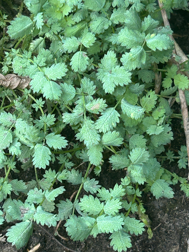 Acaena buchananii