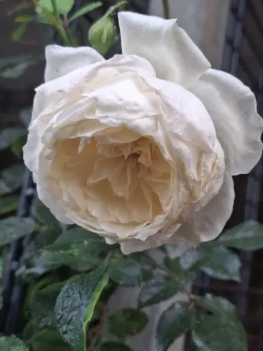 [3] Rosa Alaska ®  = Future (kordes) ® 