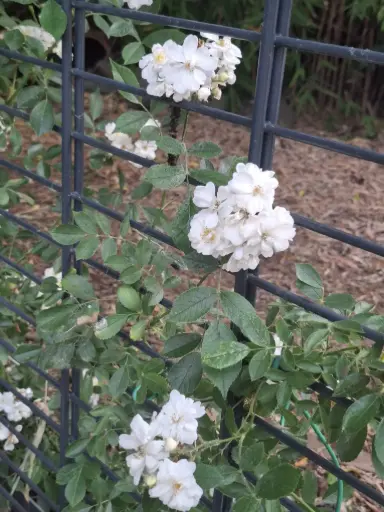 [1] Rosa Lenalbi (syn. Rosa Guirlande d'Amour 'Louis Lens')