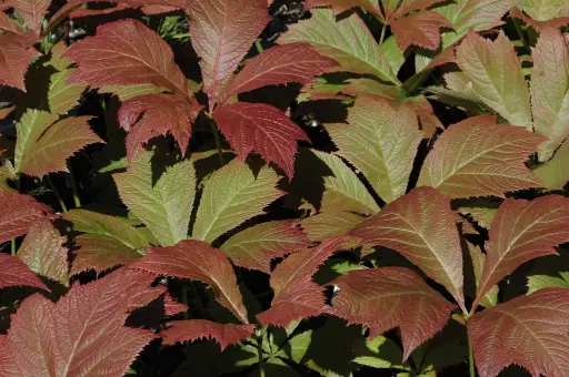 [26] Rodgersia podophylla AKA BA