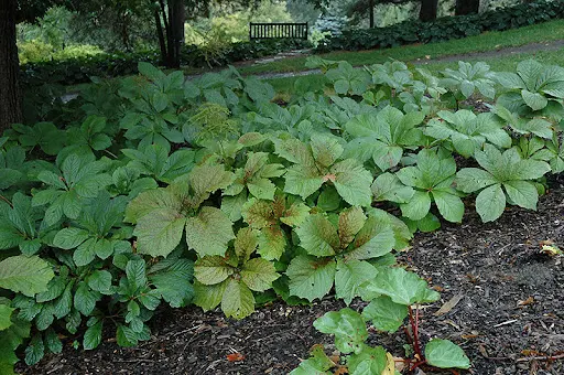 [121] Rodgersia podophylla 'Pagode'