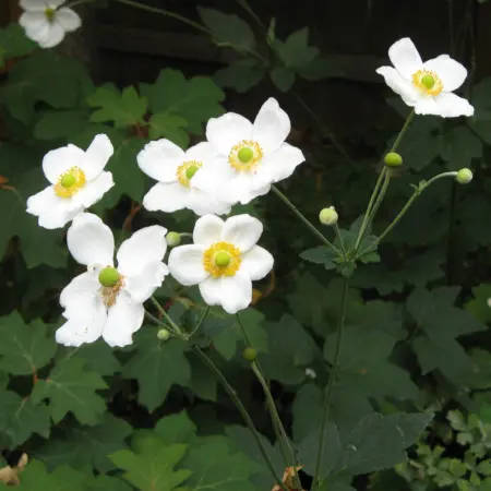 [38] Anemone hybrida 'Stefan'