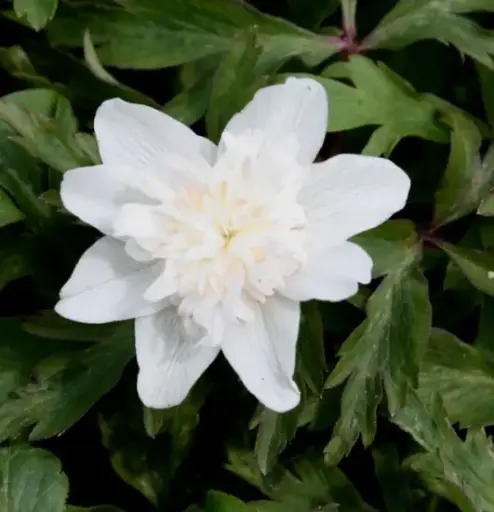 [140] Anemone nemorosa 'Alba Plena'