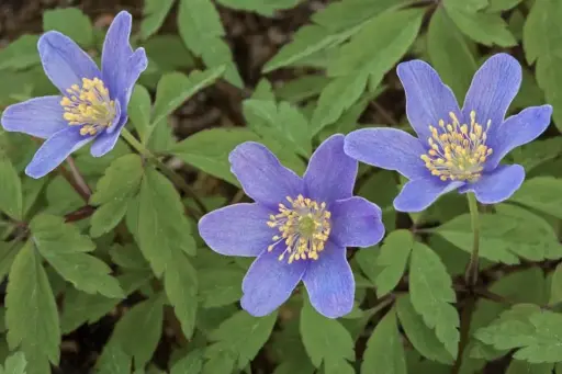 [68] Anemone nemorosa 'Royal Blue'