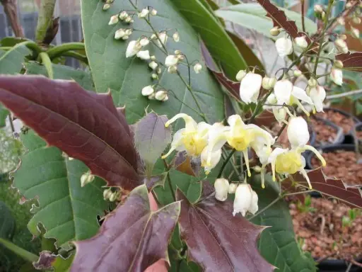 [184] Epimedium wushanense 'Spiny Leaved'
