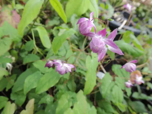 [186] Epimedium youngianum 'Merlin' 