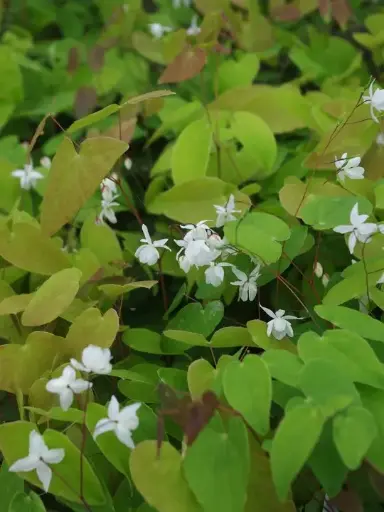[90] Epimedium younginum 'Niveum' 