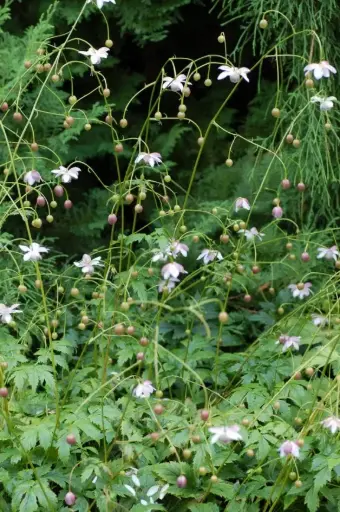 [144] Anemonopsis macrophylla