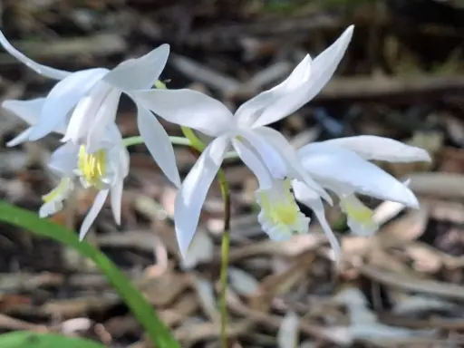[173] Bletilla striata 'Alba'