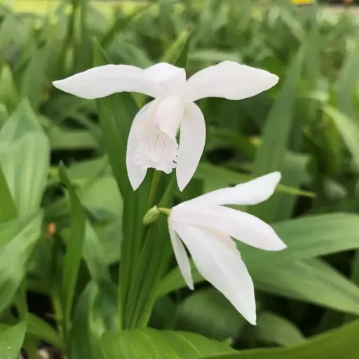 [173] Bletilla striata 'Alba'