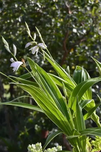 [172] Bletilla striata 'Variegata'