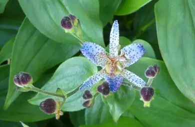 [169] Tricyrtis formosana v. grandiflora ‘Long-Jen Violet’ RWJ10095