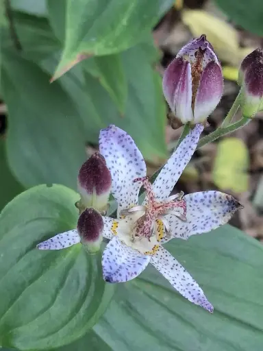 [169] Tricyrtis formosana v. grandiflora ‘Long-Jen Violet’ RWJ10095