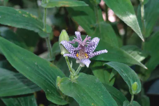[96] Tricyrtis hirta