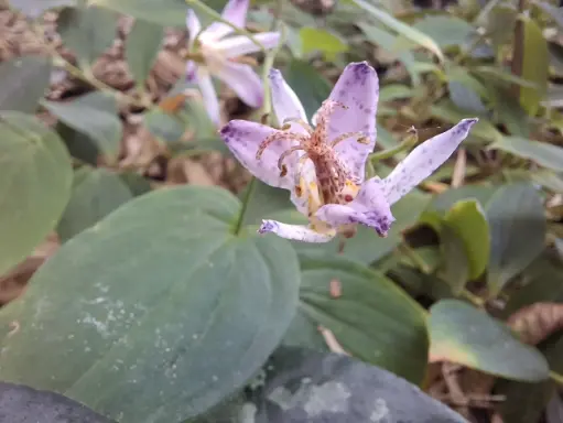 [96] Tricyrtis hirta