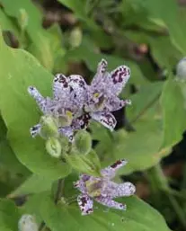 [210] Tricyrtis 'Dr. Hiraos Strain'