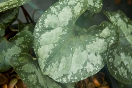 [211] Asarum splendens