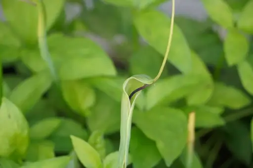 [202] Pinellia pedatisecta