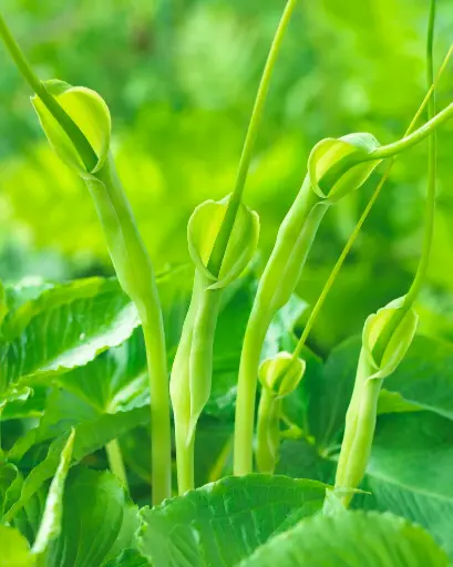 [197] Pinellia tripartita