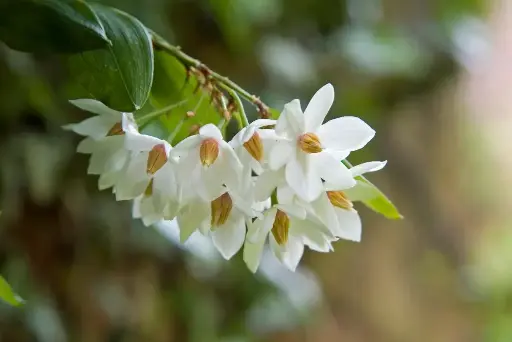 [205] Luzuriaga radicans