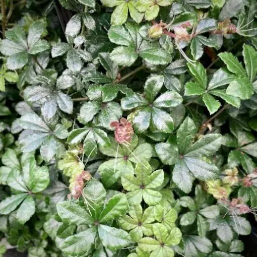 [206] Tetrastigma obtectum