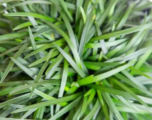 [18] Ophiopogon japonicus Minor