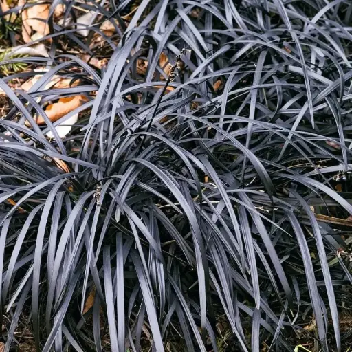 [19] Ophiopogon planiscapus niger
