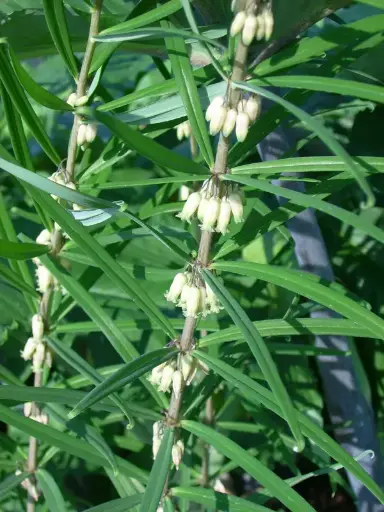[63] Polygonatum stewartianum