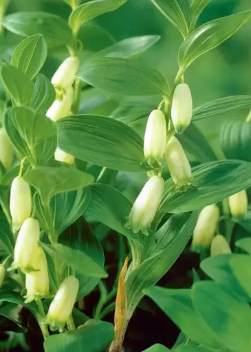 [88] Polygonatum biflorum 'Dwarf Form'