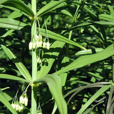 [104] Polygonatum verticillatum 'Himalayan Giant'