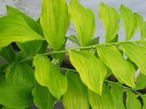 [111] Polygonatum falcatum 'Golden Gift'