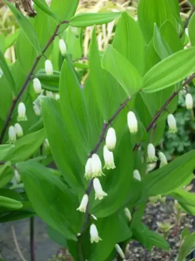 [128] Polygonatum odoratum chollipo