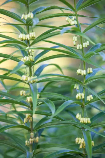 [131] Polygonatum verticillatum 'The Giant One'