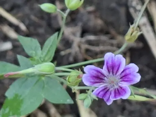 [135] Geranium nodosum 'Clos du Coudray'
