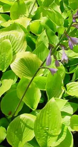 [7] Hosta 'sum and substance'