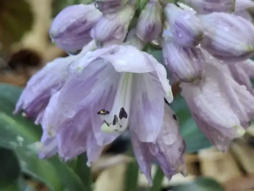 Hosta 'Blue Mouse Ears'