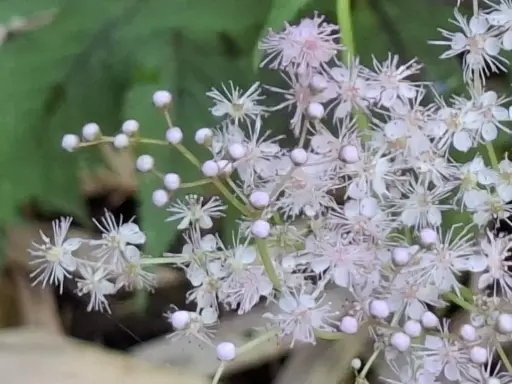 [147] Filipendula Red Umbrella