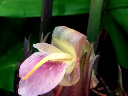 [226] Zingiber mioga 'Crugs Zing' BSWJ4379