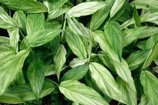 [227] Zingiber mioga 'Silver Arrow'