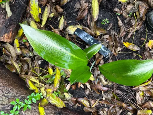 [230] Aspidistra elatior 'Asahi'