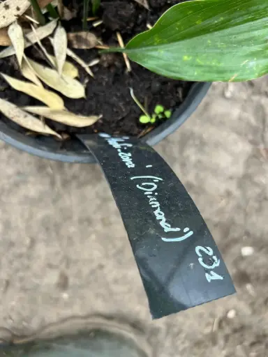 [231] Aspidistra elatior 'Hoshi-zora' ('Diamond')