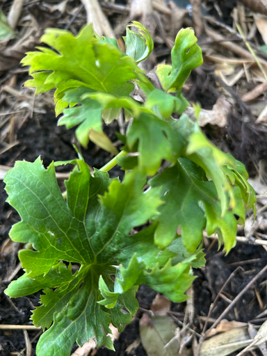 [240] Syneilesis palmata ex. Shishiba crested form