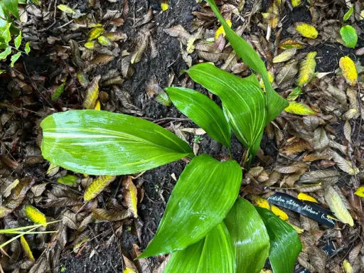 [234] Aspidistra elatior 'Akebone' (syn. Zebra)