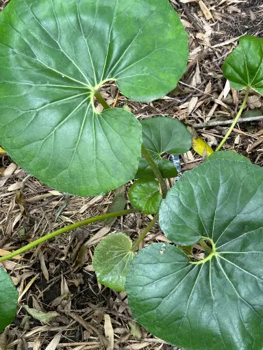 [167] Farfugium japonicum 'Giganteum'