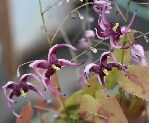 [263] Epimedium acuminatum 'Night Mistress'